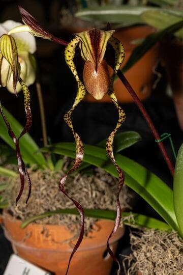 Paphiopedilum Sander's Pride