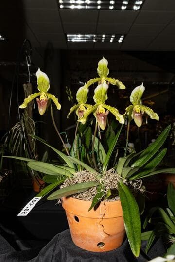 Paphiopedilum Tatonka 'Huntington's Perfect Harmony' HCC/AOS