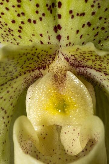 Paphiopedilum Memoria Dorothy Brewer