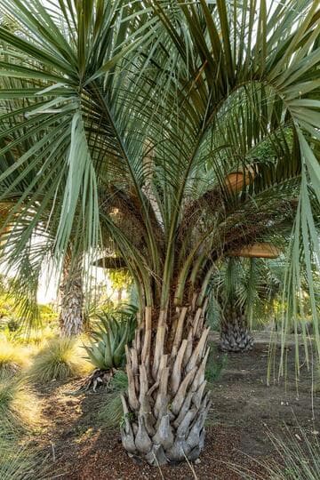 Butia capitata
