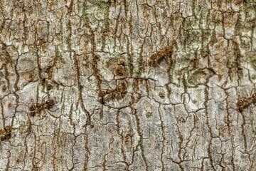 Archontophoenix alexandrae