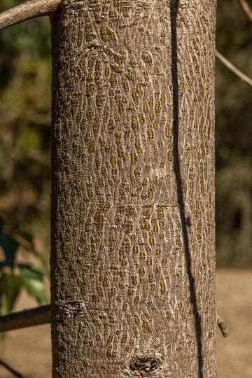 Brachychiton populneus
