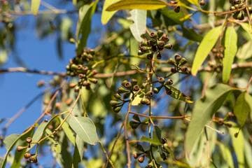 Eucalyptus paniculata