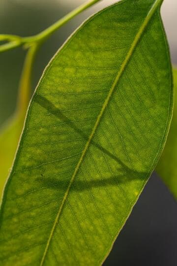 Eucalyptus paniculata