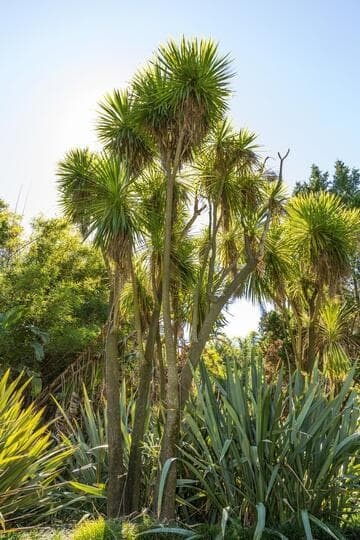 Cordyline australis 'Aurea Striata'