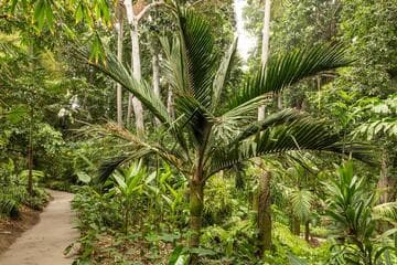 Rhopalostylis sapida