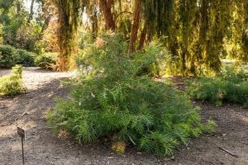 Grevillea 'Peaches and Cream'