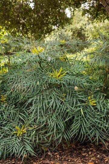 Mahonia eurybracteata 'Soft Caress'