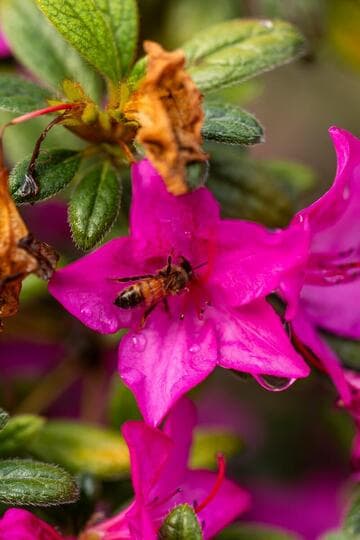 Rhododendron 'Conlee' Autumn Amethyst™