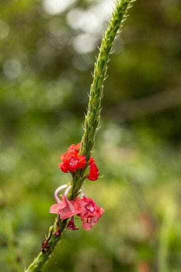 Malvaviscus arboreus var. drummondii
