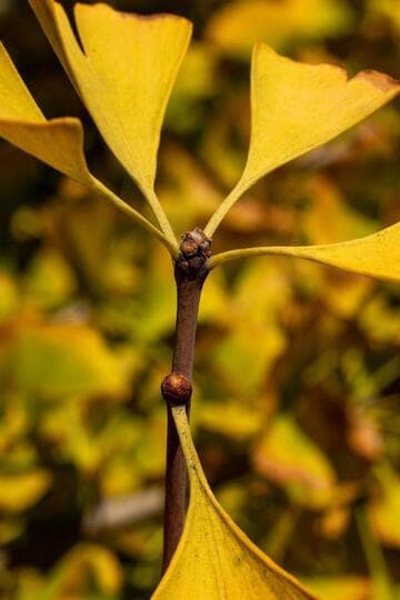 Ginkgo biloba 'Autumn Gold'