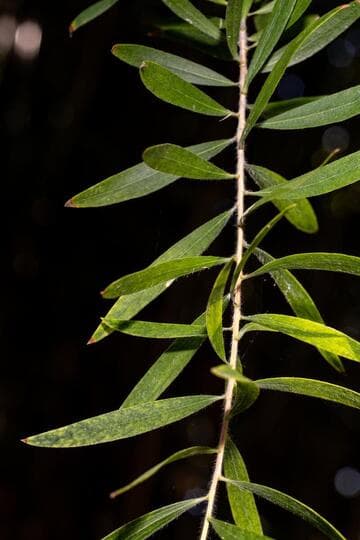 Melaleuca quinquenervia