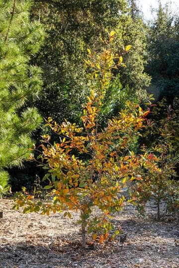 Nyssa sylvatica 'Wildfire'