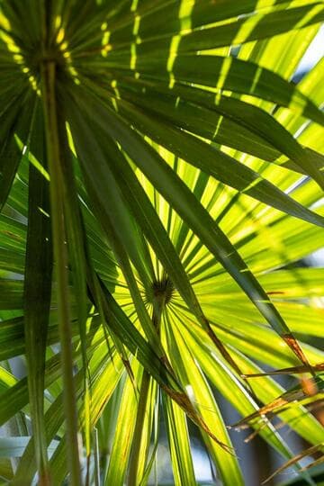 Coccothrinax crinita