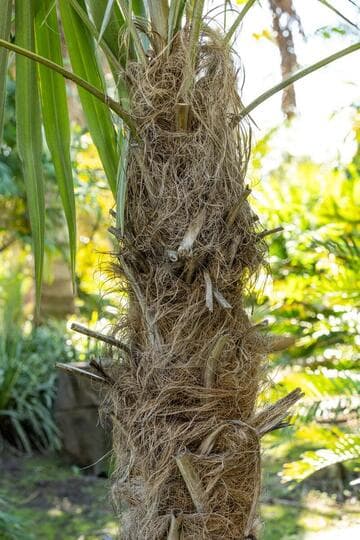 Coccothrinax crinita