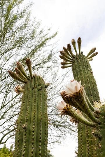 Echinopsis robinsoniana