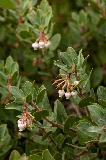 Arctostaphylos 'John Dourley'