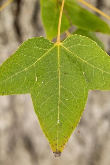 Liquidambar formosana 'Afterglow'
