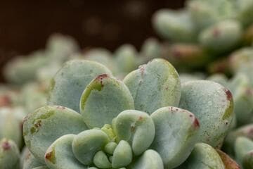 Sedum clavatum