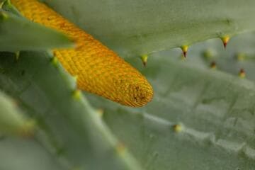 Aloe aculeata