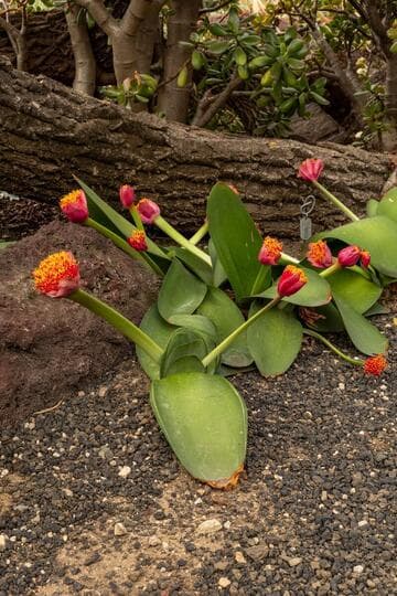 Haemanthus 'Coccalba Pink'