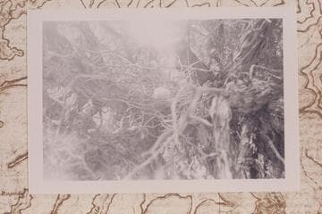 Band-tailed pigeon's nest on point north of Shiva Saddle just above Coconino SS, 7200 ft