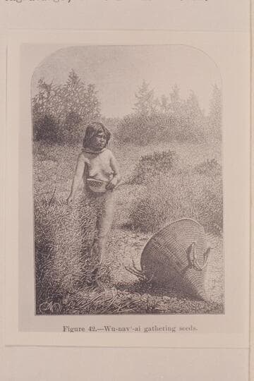 Wu-nav'-ai gathering seeds [engraving].  From Hillers' photograph No. 53
