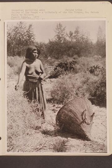 Wu-nav-ai gathering seed. Valley of the Moapa, a tributary of the Rio Virgen, Southern Nevada. Paiute tribe