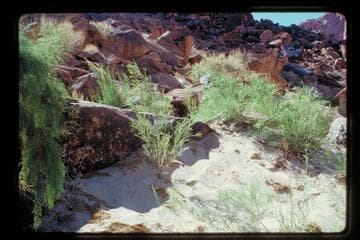 Right bank below Badger