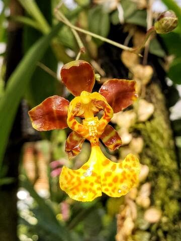 Psychopsiella limminghei