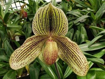 Paphiopedilum Heaven's Gate 'Memoria Louise Weltz' S/CSA FCC/AOS