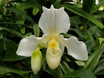 Paphiopedilum F.C. Puddle 'Superbum'