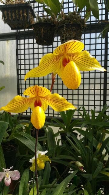 Paphiopedilum Dollgoldi 'Laurie Susan Weltz' FCC/AOS 90 Points