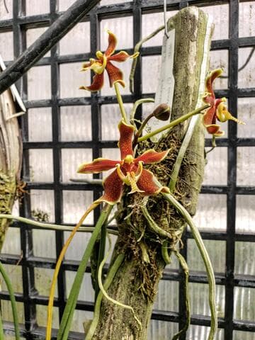 Paraphalaenopsis labukensis
