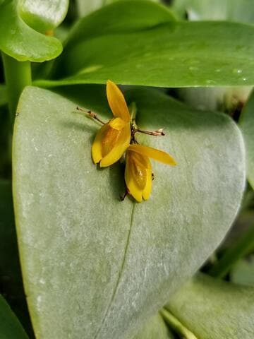 Acianthera casapensis