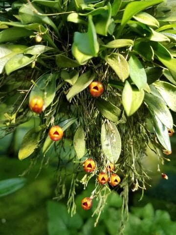 Scaphosepalum ovulare