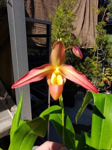Phragmipedium Flying Fortress