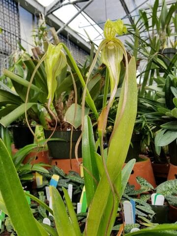 Phragmipedium lindenii