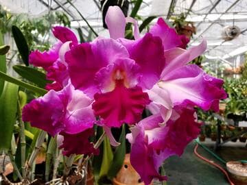 Cattleya Hausermann's Firewings 'Pegasus'