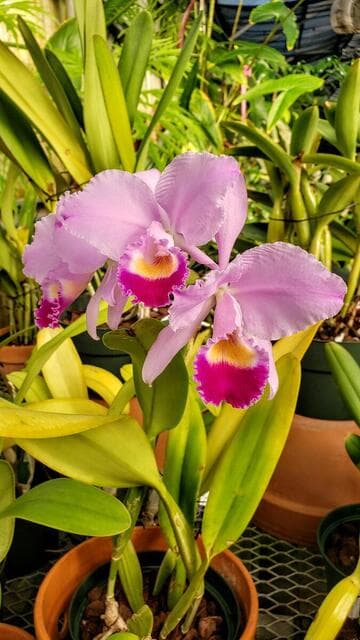 Cattleya trianae