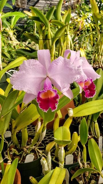 Cattleya trianae 'Concolor'