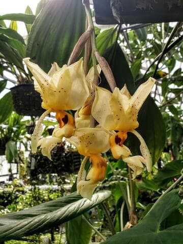 Stanhopea gibbosa