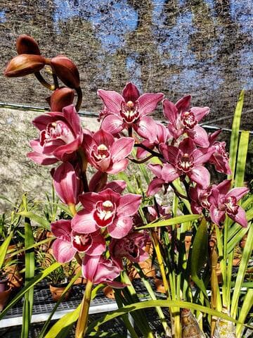 Cymbidium Alexandra Allen