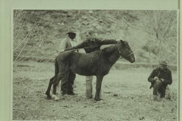 Eddie McKee measuring wild horse. Photo 489 of Expedition to So-Called "Canyon of Little Horses."