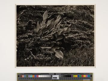 False Hellebore and Hemlock, Lake Ediza