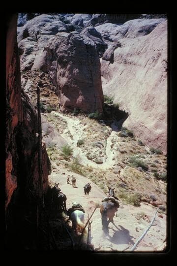 The trail lets go, joint near mouth of Nasja Creek