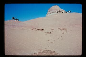 Stock on trail from ledge into basin north of Sid Whiskers Butte