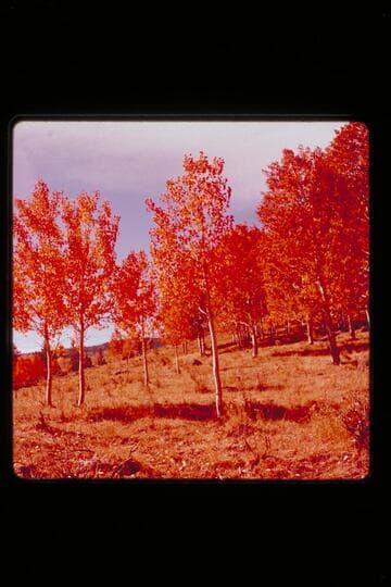 Fall foliage; upper Water pocket