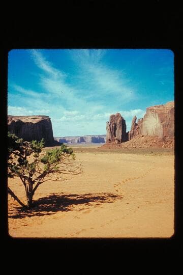 Monument Valley; tree and sand