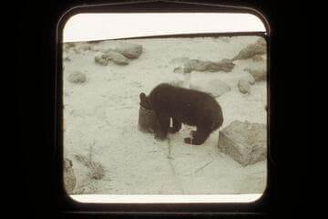 "Cataract," the cub bear